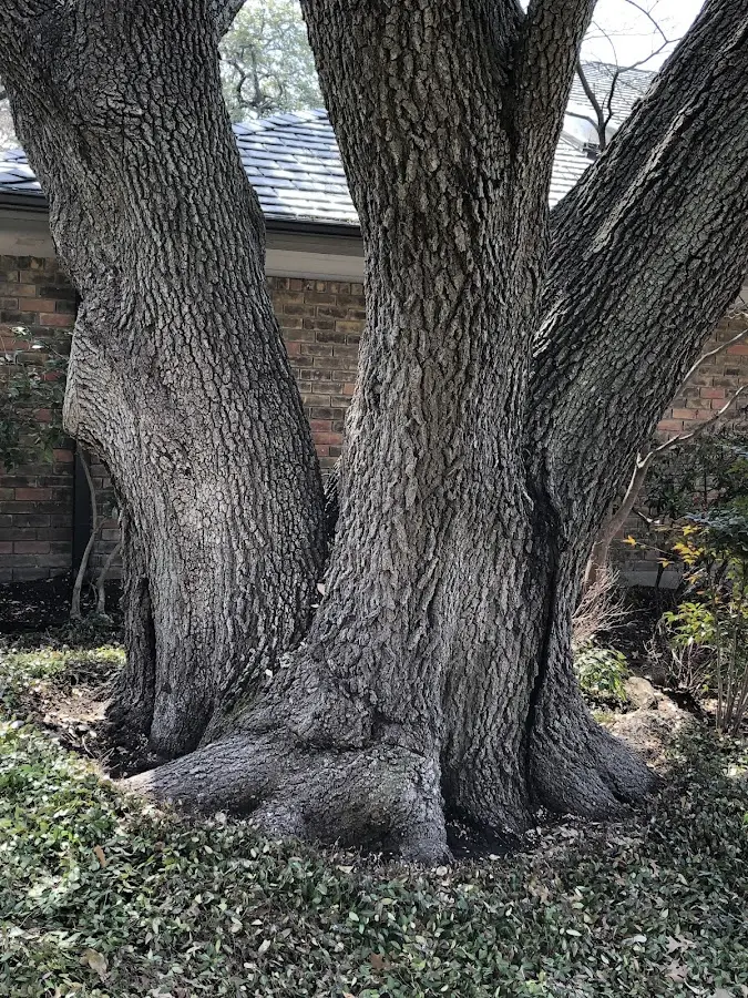 Mature heritage tree close to a Coffman Cove property cared for by certified arborists
